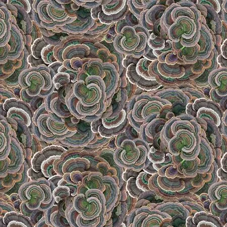 Brown Turkey Tail