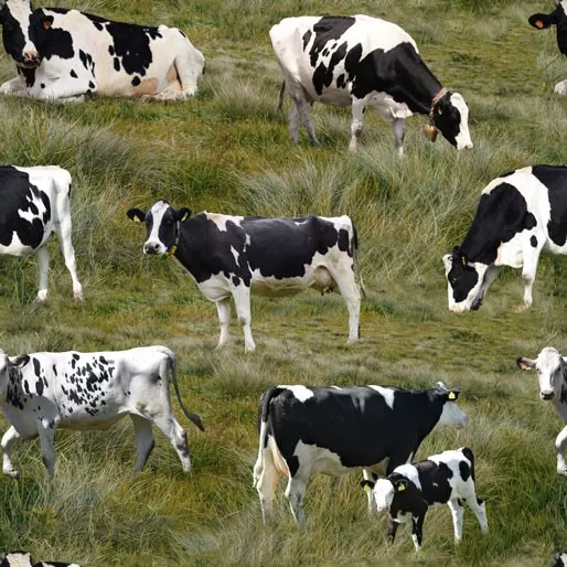 Cows – 0208E Holstein Cows