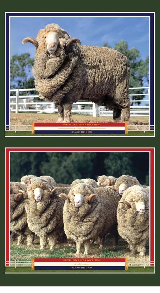 merino-muster-panel-b Merino Muster Panel (B)