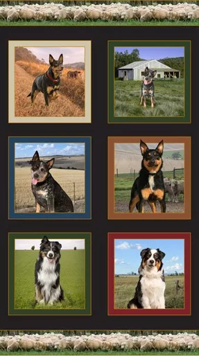 Merino Muster Panel (C)