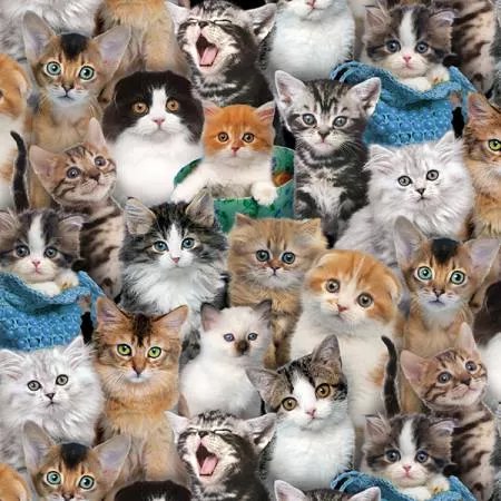 Multi Packed Kittens 3809E-MLT