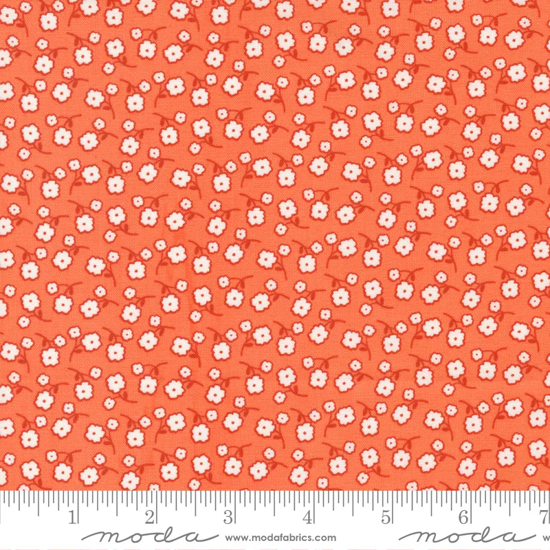 zinnia-clementine-moda24134-17 Zinnia Clementine.Moda24134 17